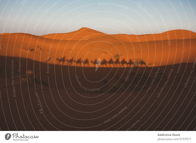 Schatten der Kamelkarawane auf der Sanddüne Karavane Wüste Silhouette Reihe Tour Marokko Düne Natur Landschaft Abenteuer Sonnenuntergang Tradition dunkel laufen