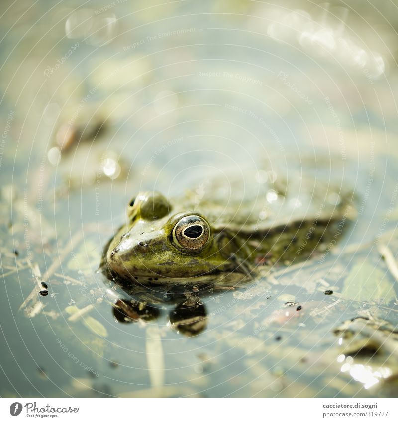 make a wish Natur Tier Frühling Schönes Wetter Teich Wildtier Frosch 1 beobachten Erholung exotisch Flüssigkeit frisch Glück klein natürlich niedlich grün