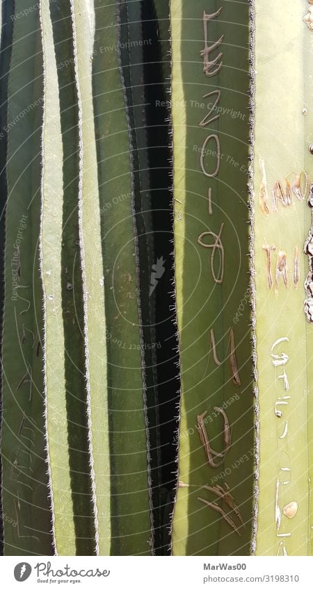 Mein großer grüner Kaktus Sommer Natur Pflanze Dürre Park Schriftzeichen exotisch Spitze schnitzen schneiden spitzig stachelig Narbe verewigen Farbfoto