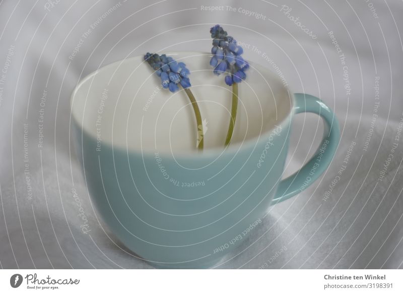 türkisfarbene Tasse mit  zwei blauen Traubenhyazinthen auf hellem Stoffuntergrund Becher Pflanze Blume Blüte ästhetisch außergewöhnlich Duft Fröhlichkeit trendy