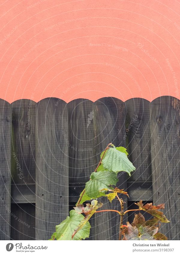 Dunkler Holzzaun vor orangefarbener verputzter Wand Pflanze Blatt Haselnussblatt Mauer Zaun Gartenzaun nah schön grau grün schwarz Farbe Natur Farbfoto