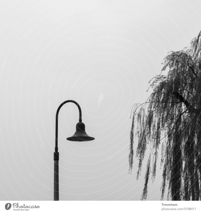 AST 7 | Lampe liebt Baum Ferien & Urlaub & Reisen Umwelt Natur See Bodensee Metall stehen warten ästhetisch blau grau schwarz Farbfoto Gedeckte Farben