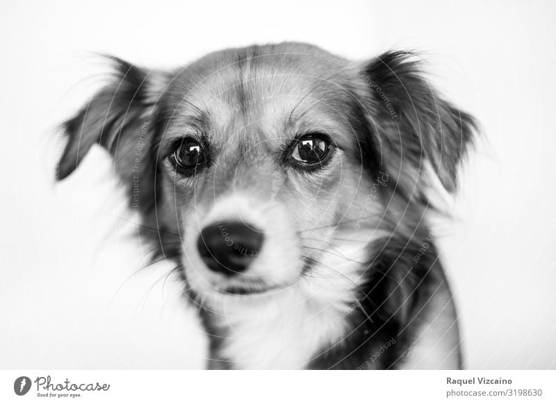 Schwarz-Weiß-Porträt eines Hundes. Tier Haustier 1 sitzen niedlich schwarz weiß Border Collie Welpe vereinzelt Schäferhund Säugetier Australischer Schäferhund