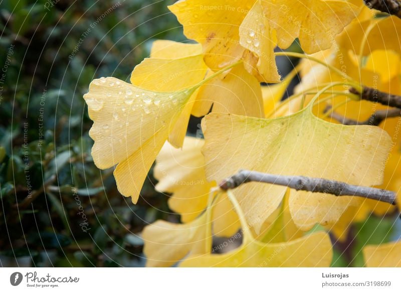 Gelbe Ginkoblätter Umwelt Natur Pflanze Herbst Blatt gelb grün Fröhlichkeit Frieden Hoffnung Inspiration Ginkgo Farbfoto Außenaufnahme Menschenleer
