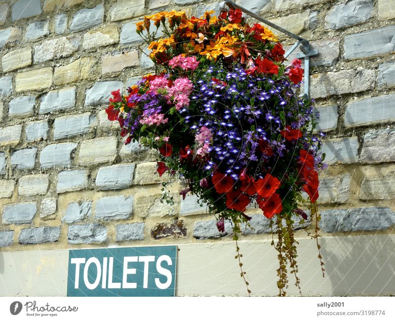 hübsche Toiletten... Blume Haus Mauer Wand Schriftzeichen Schilder & Markierungen Hinweisschild Warnschild hängen ästhetisch Freundlichkeit einzigartig