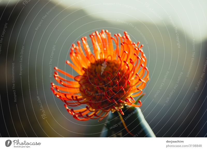 Wie ein Nadelkissen sieht die wunderschöne Blume aus. exotisch harmonisch Natur Herbst Schönes Wetter Pflanze Garten Bayern Deutschland Kleinstadt Vase