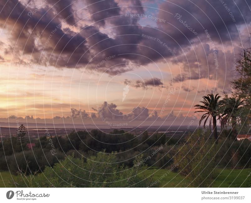 900 | Wolkenhimmel mit Abendrot über sardischer Landschaft Sardinien Palmen Abendstimmung Sonnenuntergang stimmungsvoll Natur Dämmerung ruhig Himmel