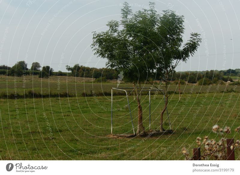 Baum wächst durch Fußballtor auf einer Wiese Natur Sommer Feld Frankreich Menschenleer Rückeroberung durch Natur skurril Farbfoto Außenaufnahme