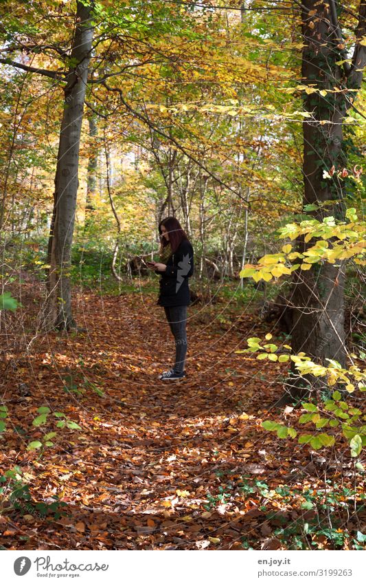 keinen Empfang Junge Frau Jugendliche 1 Mensch Umwelt Natur Landschaft Herbst Schönes Wetter Blatt Laubwald Herbstlaub herbstlich Herbstwald Wald gelb Stress