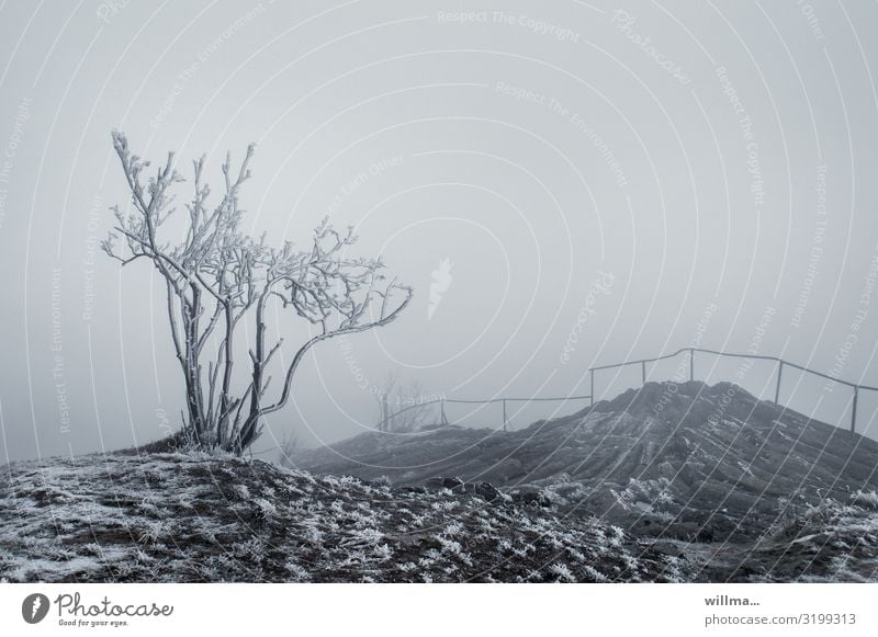 Nebel auf dem winterlichen Hirtstein im Erzgebirge Eis Frost Sträucher Baum kahl Hügel Felsen Raureif Basalt Nebelwand Nebelstimmung Nebellandschaft Satzung
