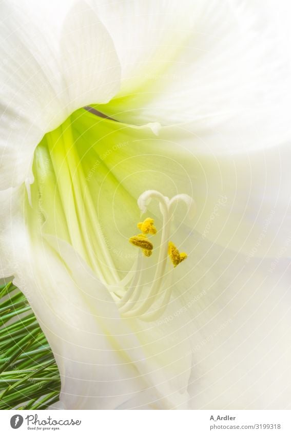 weiße Belladonnalilie (Amaryllis belladonna) Natur Pflanze Blüte exotisch Amaryllisgewächse Lilien Lilienblüte ästhetisch außergewöhnlich elegant frisch