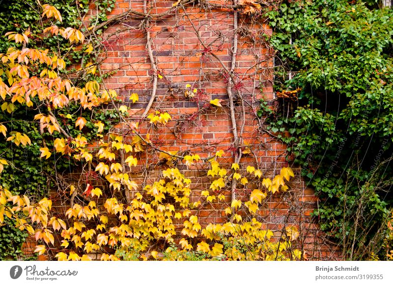 Eine alte, mit Efeu und Wein bewachsene Wand Natur Pflanze Herbst Schönes Wetter Mauer beobachten fallen festhalten verblüht dehydrieren Wachstum authentisch