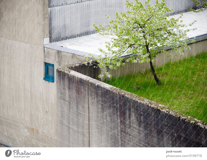 grauer Beton um grüner Fleck Frühling Baum Schleuse Wachstum oben trist standhaft Schutz Überleben verwittert Grünfläche Betonwand Begrenzung Zahn der Zeit