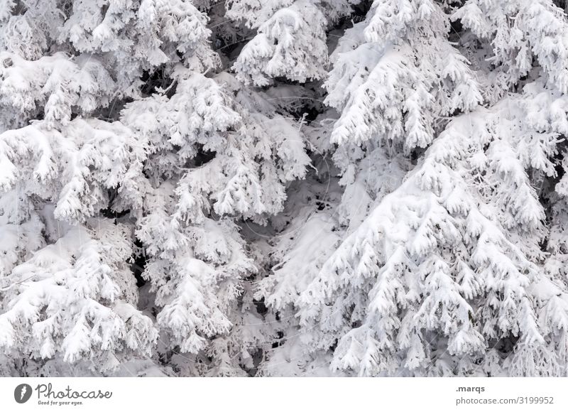 Neuschnee Weihnachten & Advent Umwelt Natur Winter Schnee Ast Nadelbaum kalt weiß bedeckt Farbfoto Außenaufnahme Strukturen & Formen Menschenleer