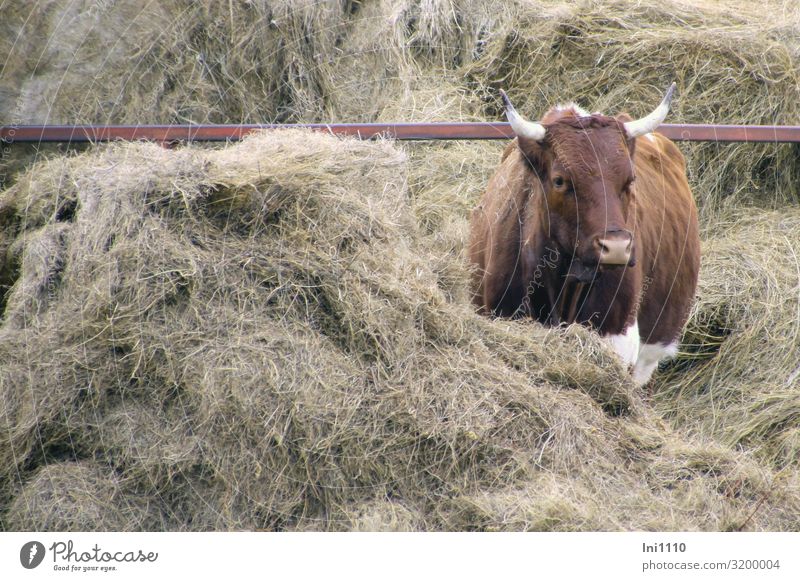 Kuh, rotbunte Landwirtschaft Forstwirtschaft Haustier Nutztier 1 Tier braun grau weiß rot-bunt Heu Fressen Horn Blick Mitte Futter ausreichend Lieblingsplatz