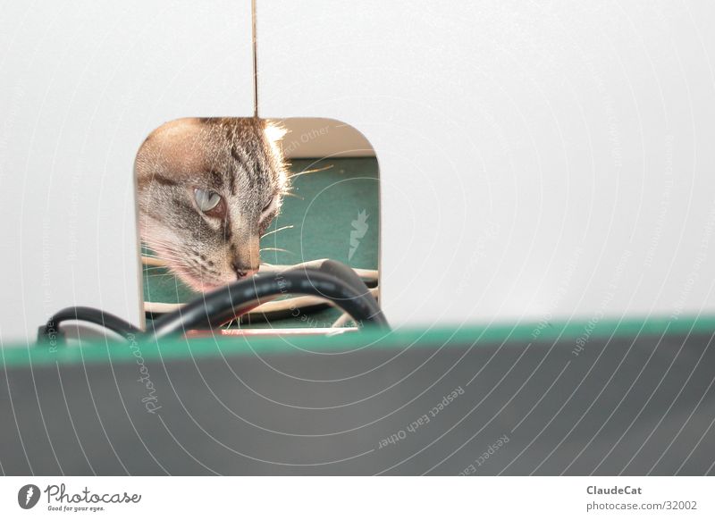 Katzenneugier Hauskatze Neugier Momentaufnahme Detailaufnahme Loch Siamesin Kabel
