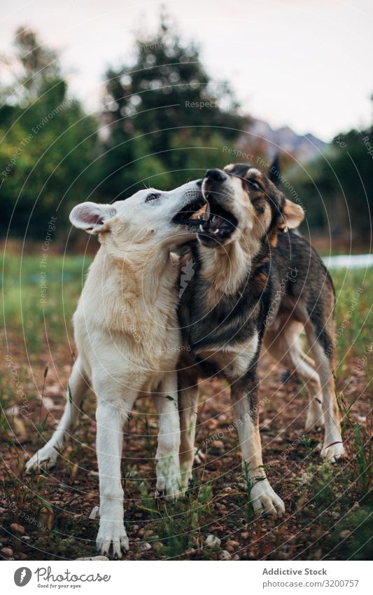 Hunde spielen in der Natur Park beißen Glück Säugetier Haustier Spielen Freude heimisch Tier Freundschaft Gras Eisenbahn springen Junior Außenaufnahme beste