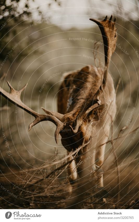 Elch frisst Blätter auf dem Land Essen Blatt Natur Fressen Horn Säugetier Kauen wild Tier Umwelt Wildnis Wapiti-Hirsche Lebewesen ökologisch Biotop Menschenleer