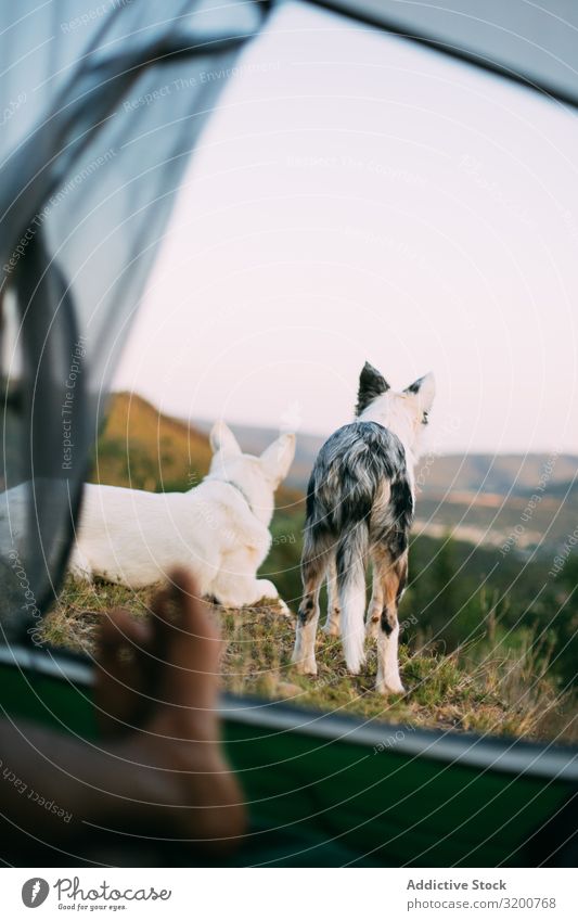 Hundeschutzzelt mit Reisenden Wachsoldat Zelt Camping Landschaft Ferien & Urlaub & Reisen Beine loyal Haustier Tier Abenteuer Ausflug Tourismus wandern Trekking