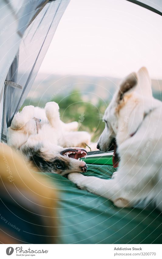 Hundeschutzzelt mit Reisenden Wachsoldat Zelt Camping Landschaft Ferien & Urlaub & Reisen Beine loyal Haustier Tier Abenteuer Ausflug Tourismus wandern Trekking