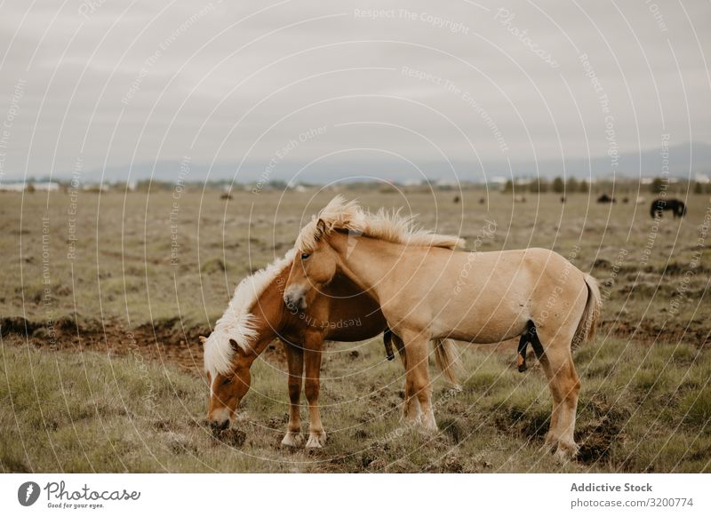 Pferde weiden auf trockenem Feld Fressen regenarm Gras Herbst Natur Weide Wiese Bauernhof Tier ländlich Landschaft Säugetier Himmel Schönes Wetter anschaulich