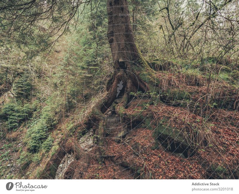 Wurzeln von alten Bäumen, die in der freien Natur wachsen Baum wild Gegend stark Gelände Wachstum Wald Holz Dolomiten Italien Alpen laubabwerfend gebeugt groß