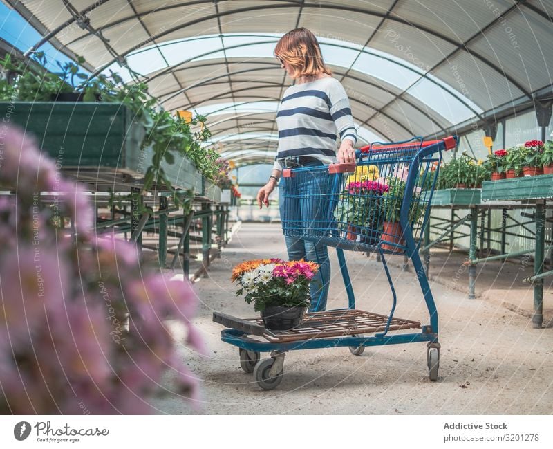 Kundin mit Wagen auf dem Blumenmarkt Frau Karre kaufen Pflanze Markt Gewächshaus Gartenarbeit Erwachsene Mensch besinnlich Kunde stehen Denken auserwählend