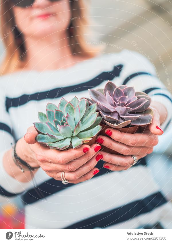 Weibliche Hände mit schöner grauer Sukkulente Kaktus Pflanze Echeverien Hand Frau Sukkulenten Blume eingetopft Zimmerpflanze Erwachsene Mensch Maniküre