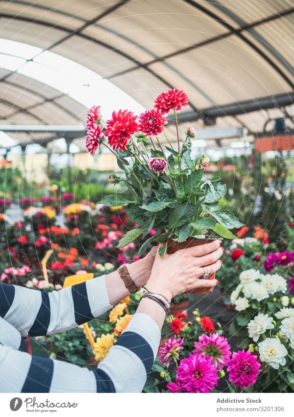 Weibliche Person mit roten Topfblumen auf dem Markt Blume Hand Chrysantheme Überstrahlung Frau Gewächshaus Pflanze Erwachsene Mensch Halt lernen Kunde