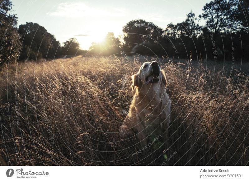 Hund auf dem Feld sitzend Sonnenuntergang Spaziergang Liebe Tier Haustier Gras Natur Freundschaft Fürsorge Sonnenlicht Wiese heimisch ländlich Säugetier