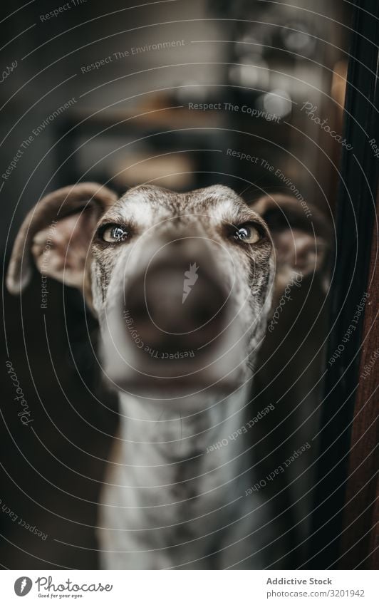 Lustiger Windhund, der aus dem Fenster schaut Hund Ausschau haltend Nase Pressen Glas seltsam lustig Haustier heimwärts Tier Lebewesen Reinrassig heimisch