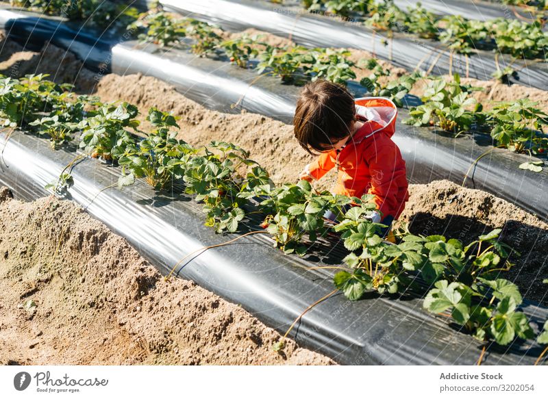 Kind berührt Blätter in Sträuchern im Gartenbeet genießend Kommissionierung Pflanze grün Blatt Natur organisch Landwirtschaft niedlich Ernte schön reif süß