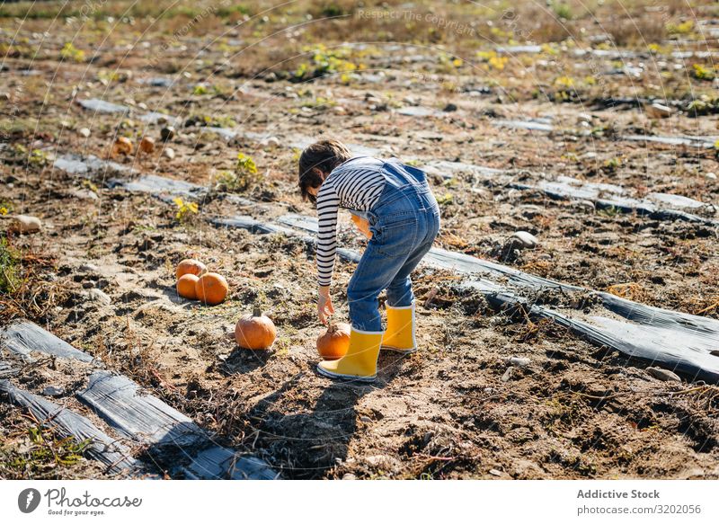 Kind in Denim-Overall sammelt Kürbisse im Hof Kommissionierung Orange genießend Natur organisch niedlich Ernte schön reif Kindheit Freizeit & Hobby Gartenarbeit