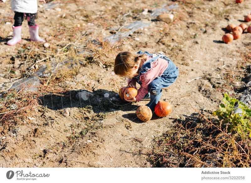 Kind in Denim-Overall sammelt Kürbisse im Hof Kommissionierung Orange genießend Natur organisch niedlich Ernte schön reif Kindheit Freizeit & Hobby Gartenarbeit