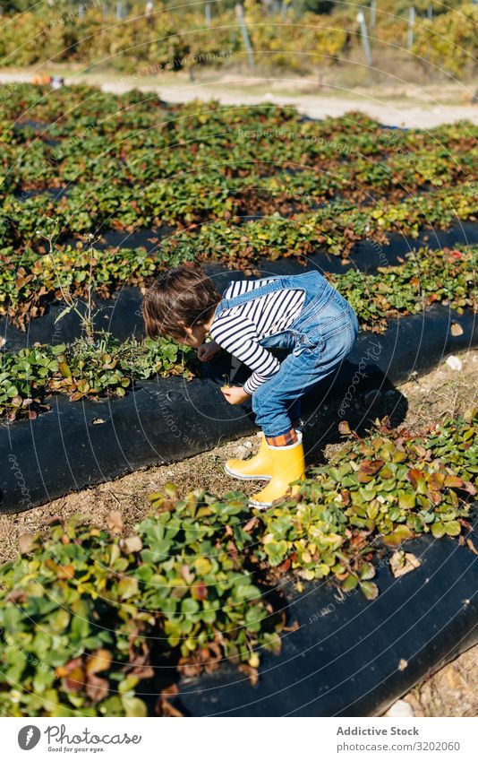 Kind berührt Blätter in Sträuchern im Gartenbeet genießend Kommissionierung Pflanze grün Blatt Natur organisch Landwirtschaft niedlich Ernte schön reif süß