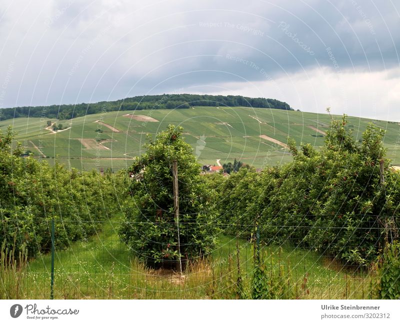 Weinstöcke in der Champagne Ferien & Urlaub & Reisen Tourismus Ausflug Sommer Sommerurlaub Umwelt Natur Landschaft Pflanze schlechtes Wetter Gewitter
