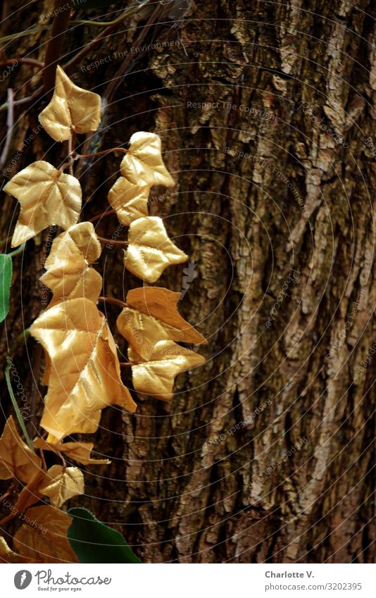 Zum 300. etwas Gold | UT HH19 Umwelt Pflanze Baum Blatt Baumrinde Holz Kunststoff Lorbeer hängen leuchten streichen außergewöhnlich elegant fantastisch glänzend