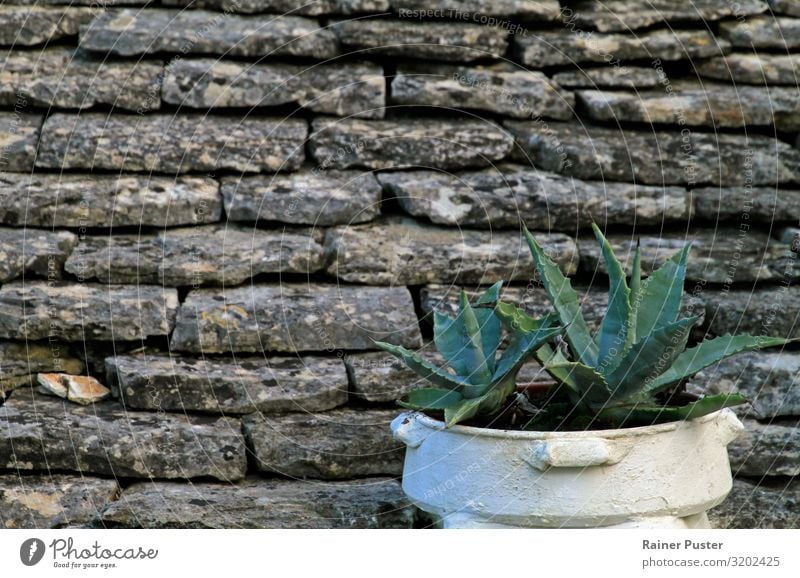 Topfpflanze vor Schieferwand Pflanze Grünpflanze Alberobello Mauer Wand Wachstum eckig Spitze grau grün weiß Geborgenheit ruhig Inspiration Zeit einfach