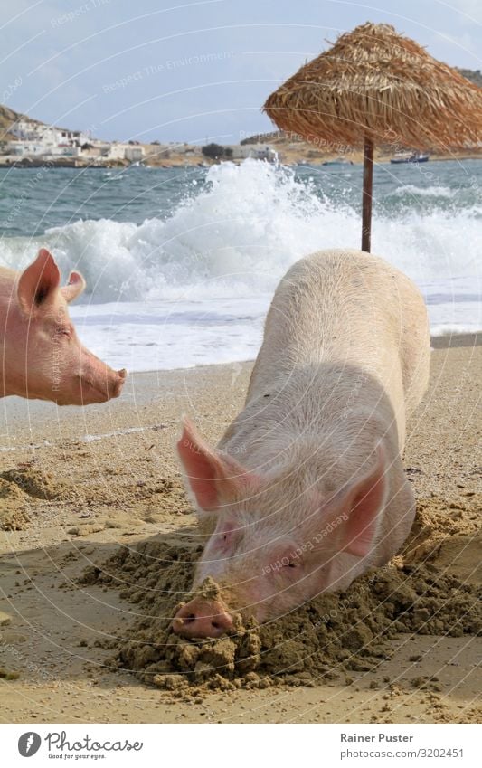 Zwei Schweine am Strand von Mykonos Wohlgefühl Zufriedenheit Kur Spa Schwimmen & Baden Ruhestand Küste Meer Griechenland Tier Nutztier 2 Erholung liegen