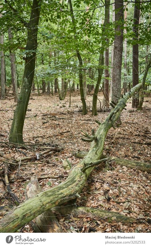 Umgefallener Baum in einem herbstlichen Wald Umwelt Natur Landschaft Herbst Klima Blatt Traurigkeit natürlich grün Nostalgie Urzeit Kofferraum Wildnis