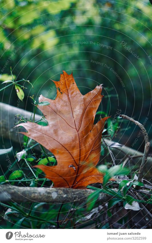 braunes Blatt mit Herbstfarben in der Herbstsaison Einsamkeit Isoliert (Position) Boden Natur natürlich Außenaufnahme Hintergrund neutral Konsistenz