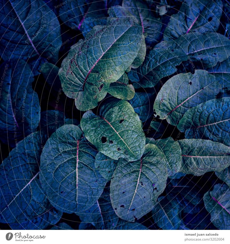 grüne und blaue Pflanzenblätter in der Natur im Herbst Blatt Farbe mehrfarbig Garten geblümt natürlich Dekoration & Verzierung abstrakt Konsistenz frisch