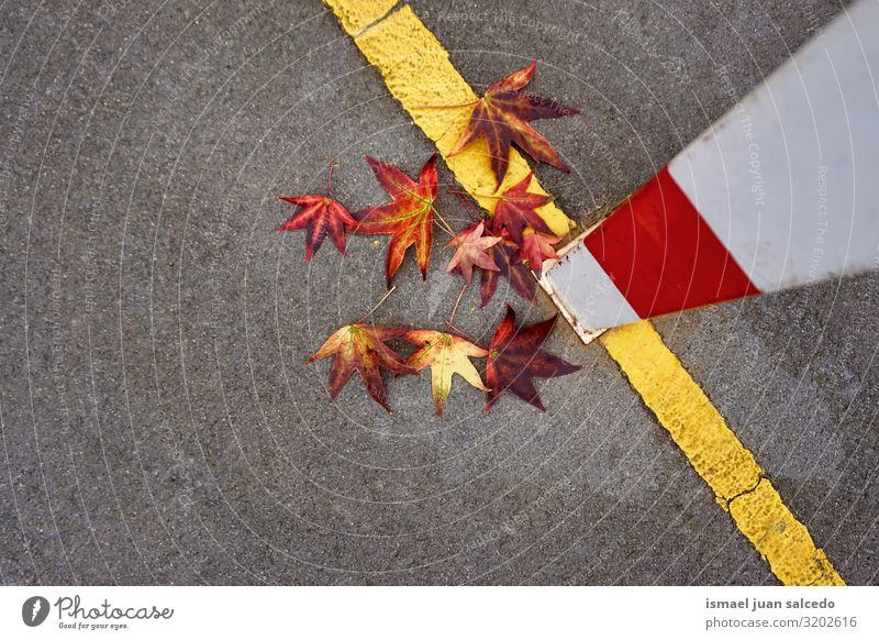 rotes Blatt mit Herbstfarben auf dem Fußballplatz Einsamkeit Isoliert (Position) Boden Natur natürlich Außenaufnahme Hintergrund neutral Konsistenz zerbrechlich