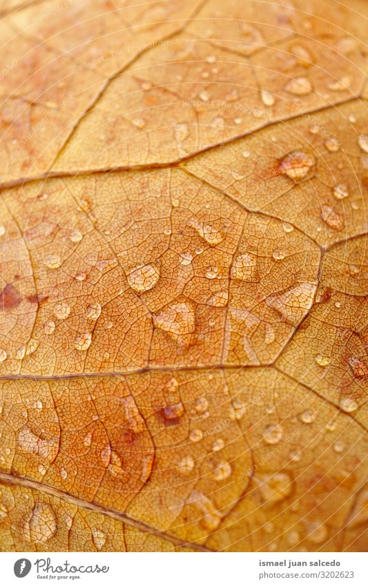 Regentropfen auf dem braunen Blatt im Herbst Tropfen Wasser nass hell glänzend Einsamkeit Isoliert (Position) Boden Natur natürlich Außenaufnahme