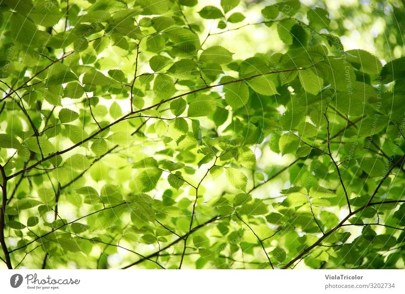 Es grünt so grün! Gartenarbeit Energiewirtschaft Umwelt Natur Frühling Sommer Klima Baum Blatt Park Wald Erholung Wachstum frisch Gesundheit ruhig Umweltschutz