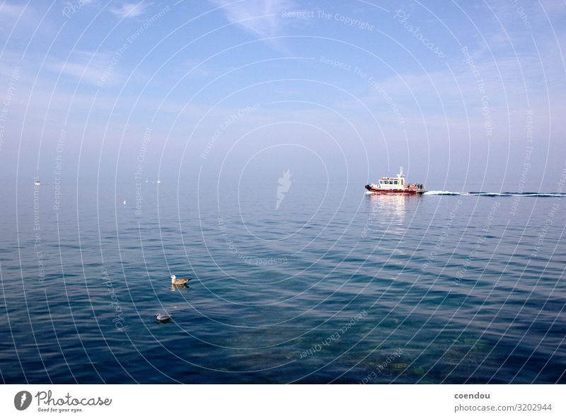 Boot und Möwen auf ruhiger See Ferne Meer Wasser Himmel Mittelmeer Nebel Lebensraum Schifffahrt Bootsfahrt Segelboot Wasserfahrzeug Wildtier Vogel Jungvogel