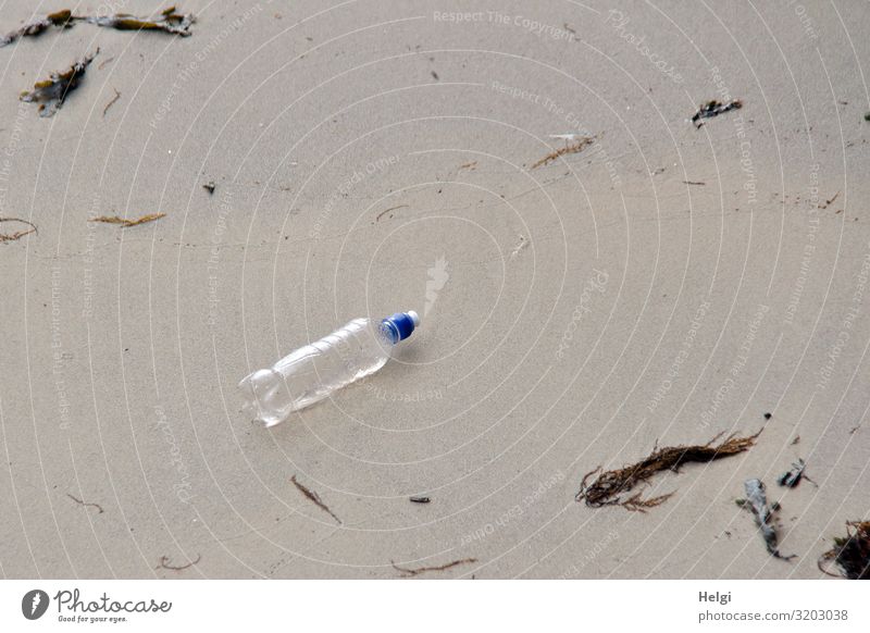 weggeworfene Plastikflasche liegt am Sandstrand Umwelt Natur Sommer Algen Strand Nordsee Insel Helgoland Flasche Kunststoff liegen authentisch blau braun weiß