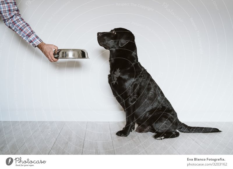 Männerhand, die einen Napf mit Hundefutter hält. Schöner schwarzer Labrador, der darauf wartet, seine Mahlzeit zu fressen. Haus, innen Mittagessen heimwärts