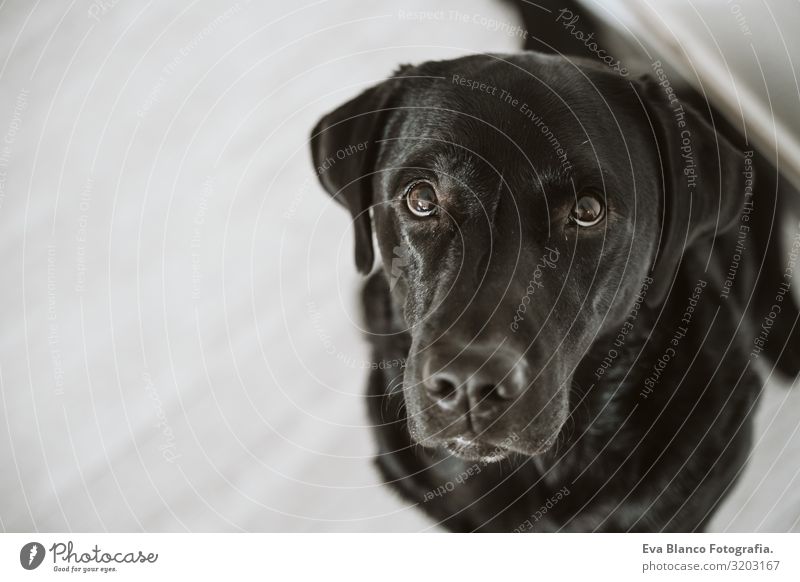 Schöner schwarzer Labrador, der darauf wartet, seine Mahlzeit zu essen. Haus, innen Porträt Hund Mittagessen heimwärts Retriever Diät Essen Reinrassig Haufen