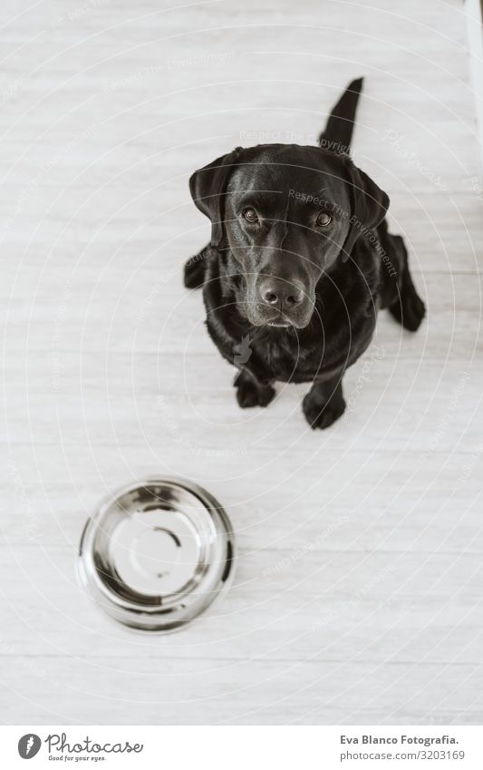 Schöner schwarzer Labrador, der darauf wartet, seine Mahlzeit zu essen. Haus, innen Hund Mittagessen heimwärts Retriever Diät Essen Reinrassig Haufen Tier